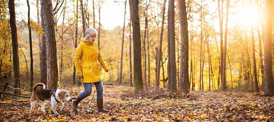 Active senior woman with dog on a walk in a beautiful autumn forest.